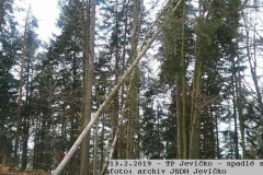 13.2.2019 TP Z. Arnoštov - stromy