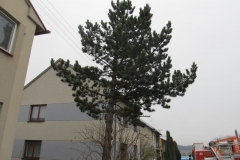 2015_12_21_ZOC_kaceni_borovice-01