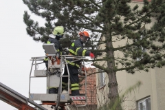 2015_12_21_ZOC_kaceni_borovice-03