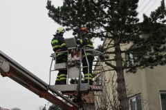 2015_12_21_ZOC_kaceni_borovice-04