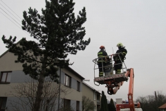 2015_12_21_ZOC_kaceni_borovice-05