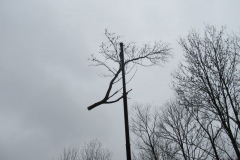 2016_03_03_ZOC_kaceni_stromu_Arnostak-06