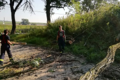 2020_08_08_ZOČ_Jevicko_stromy-08